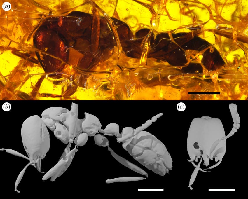 morphologie fossile fourmi légionnaire