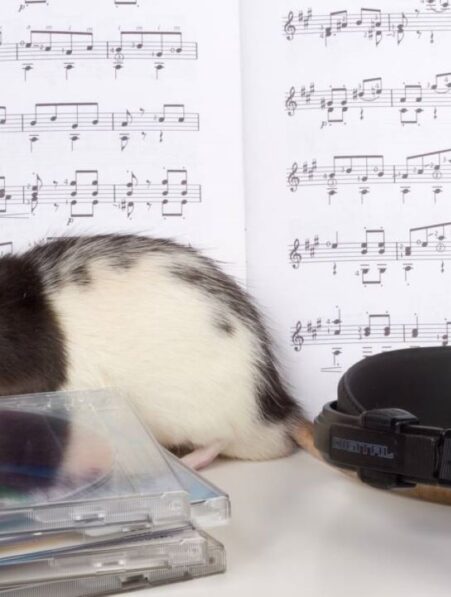 rat capable mouvement tete rythme musique comme humains