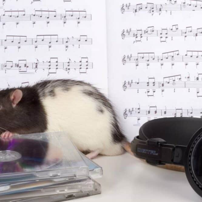 rat capable mouvement tete rythme musique comme humains