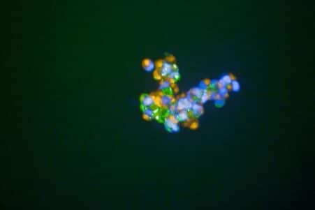 colle cellulaire assemblage organe tissu medecine regenerative couv