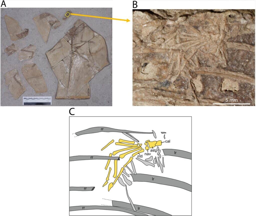 fossile pied mammifere