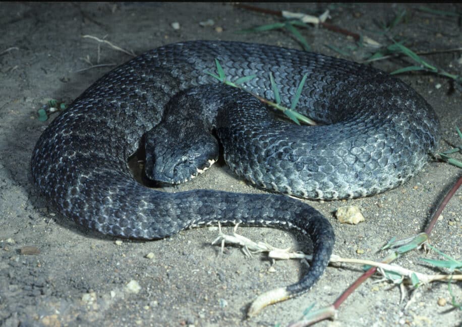 première description clitoris serpents