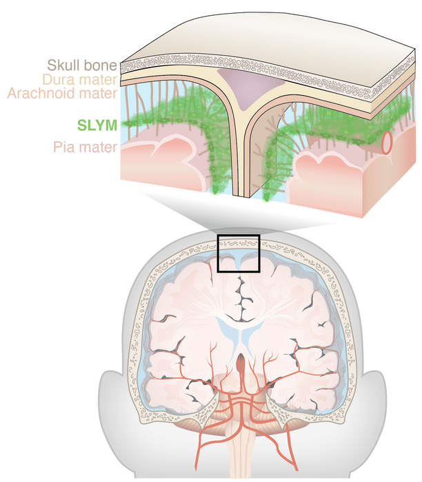 SLYM membrane cerveau
