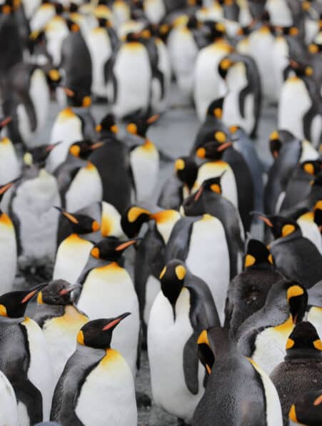 découverte colonie manchots empereurs antarctique