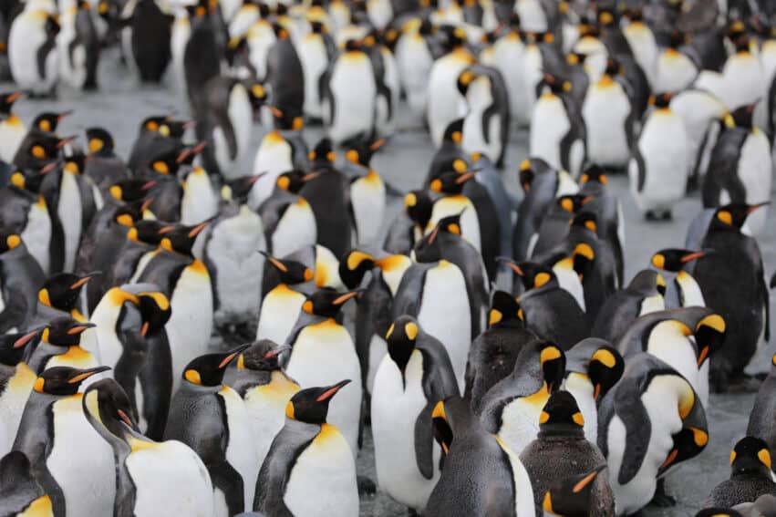 découverte colonie manchots empereurs antarctique