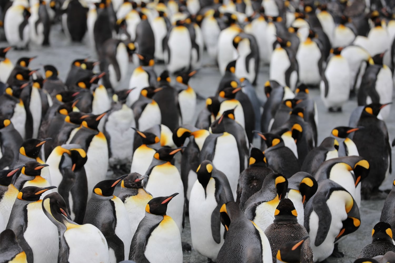 ‘Hidden’ colony of emperor penguins discovered in Antarctica (from space)