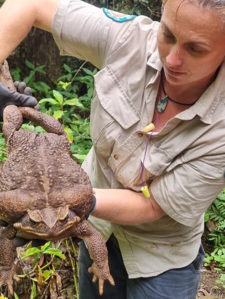 invasive toadzilla crapaud buffle