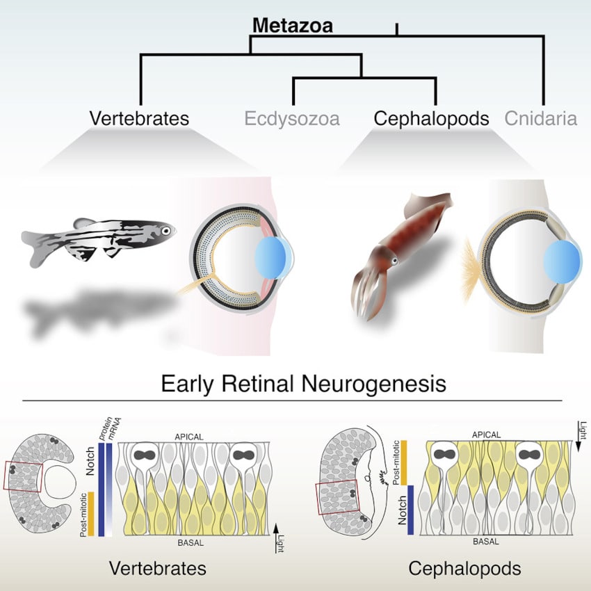 neurogenèse cellules rétine vertébrés calmars