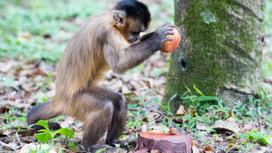 outils pierre singes capucins
