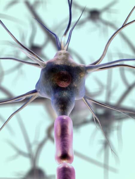 sclerose plaques inverser demyelinisation