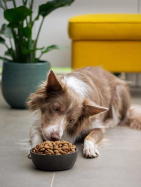 alimentation chien santé intestinale