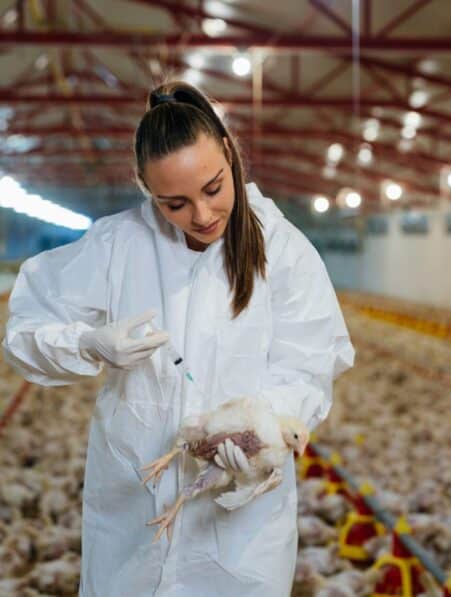 grippe aviaire hautement pathogene tests vaccins couv