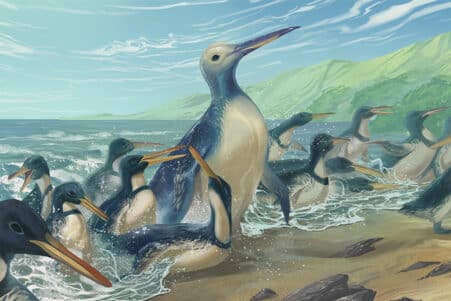 plus grand pingouin existe terre prehistoire nouvelle zelande couv