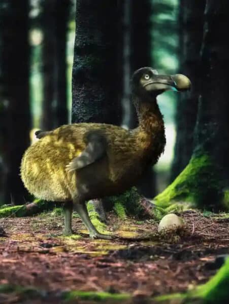 réintroduction dodo édition génétique espèces disparues