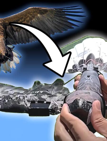 scientifiques utilisent corps oiseaux morts drones