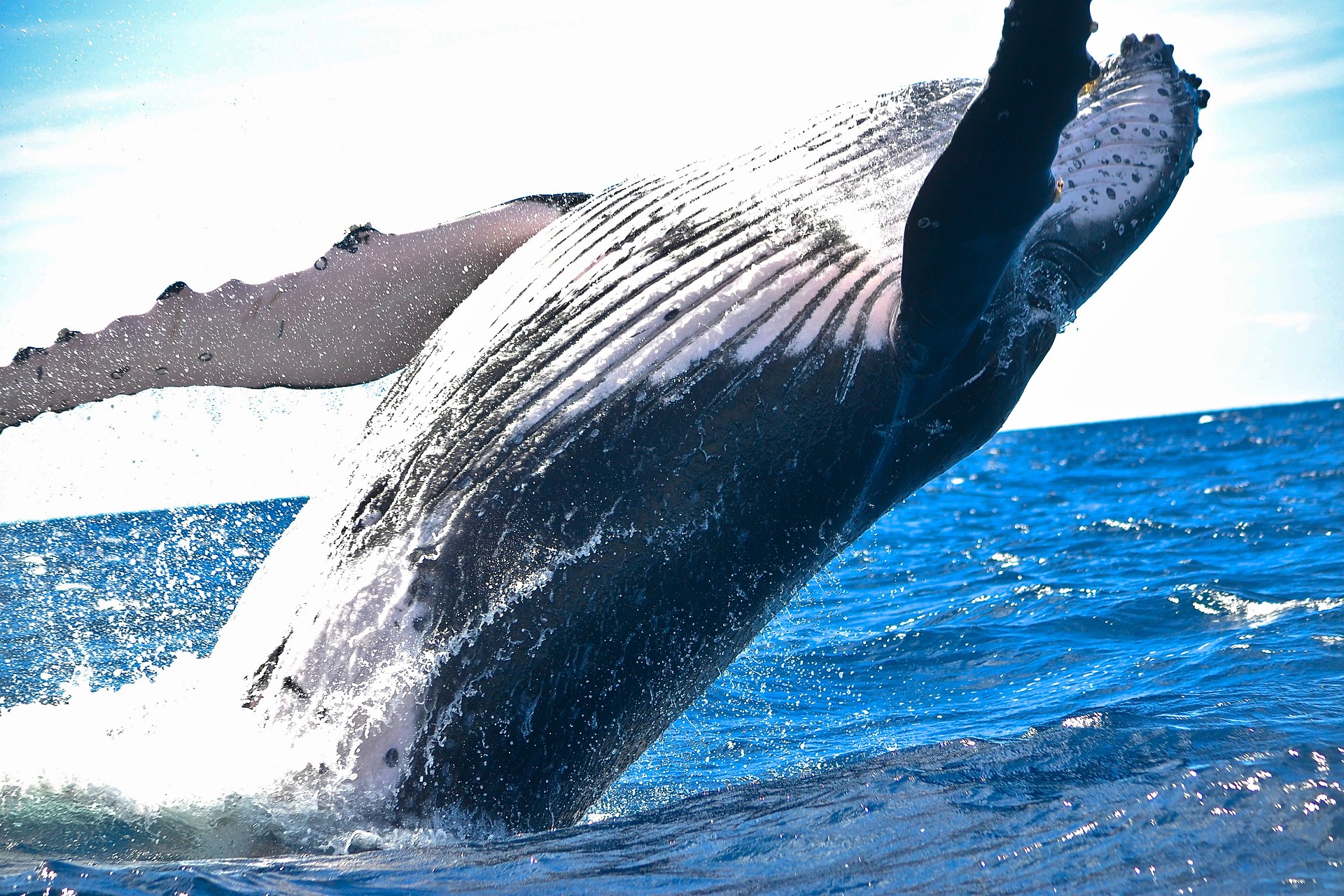 La protection de seulement 9 groupes d’animaux sauvages
aiderait à lutter contre le réchauffement climatique animaux sauvages carbone couv