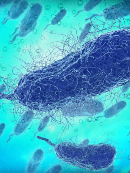 bacterie mer infection mortelle rechauffement climatique couv