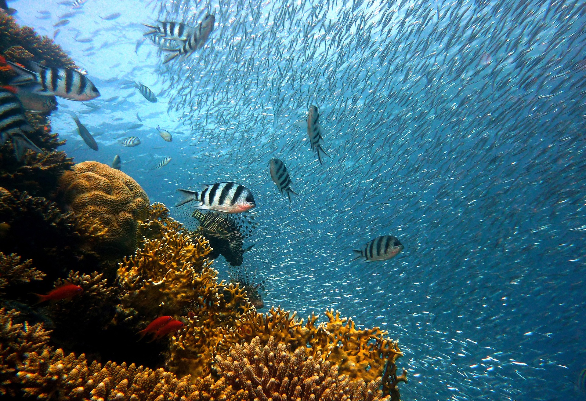 elle découlerait d'un ancêtre que nous avons en
commun avec les poissons empathie poisson ancetre homme couv