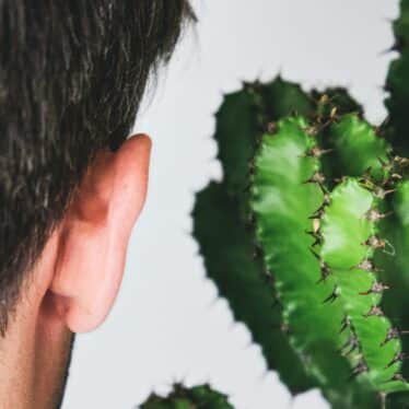 stress son plantes jamais percu