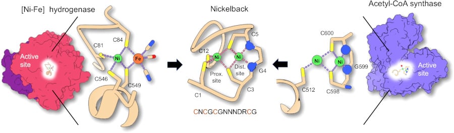 structure peptide nickelback