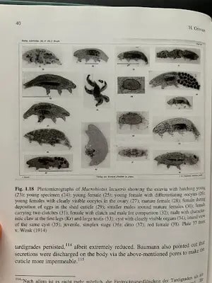 archives photos 5 tardigrades