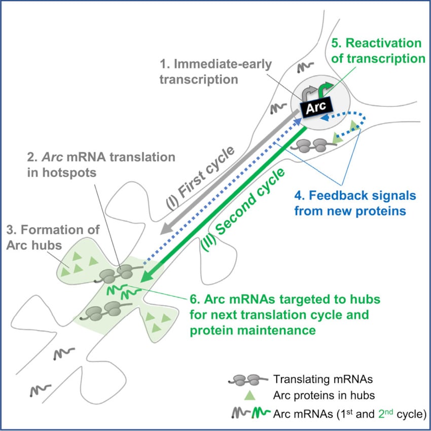 Ciclo di feedback proteico dell'arco di memoria