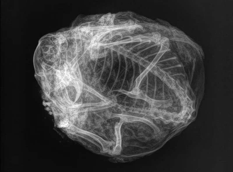radiographie momie ecureuil