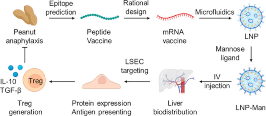 schema action nanoparticule ARNm allergie