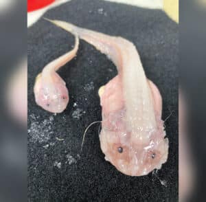 specimen poisson escargot