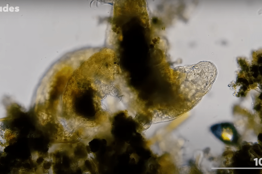 trio tardigrade filme accoupler