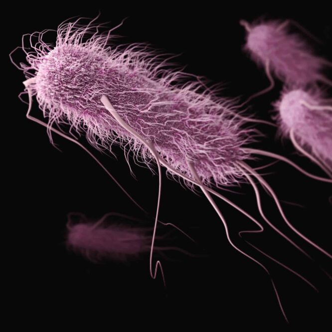 bacterie origine parkinson