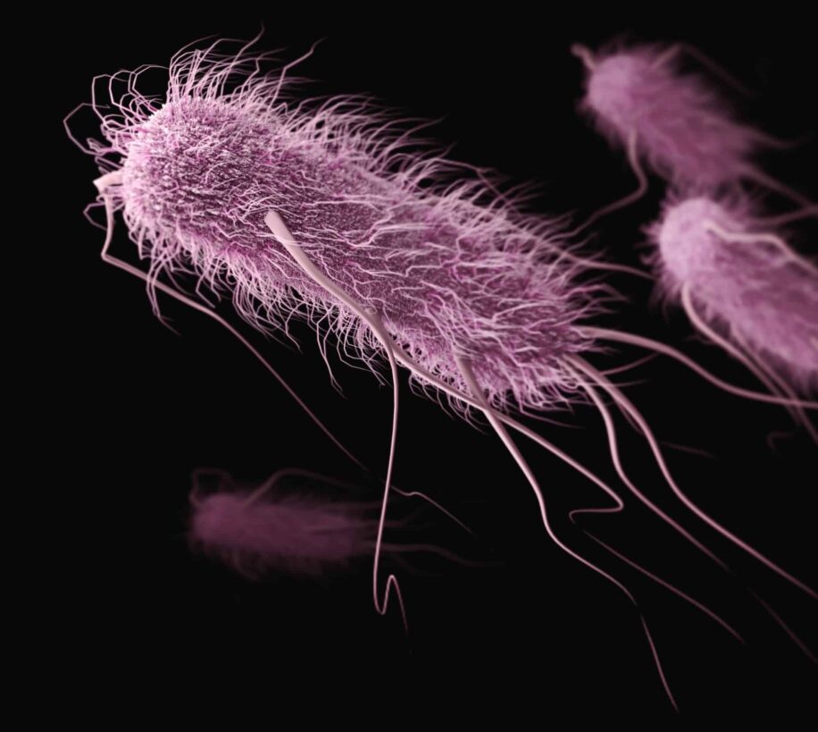 bacterie origine parkinson