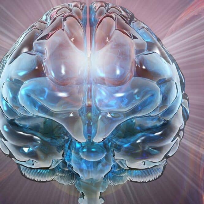 hasard chance mutation evolution cerveau humain couv