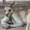 marsupiaux evolue mammiferes