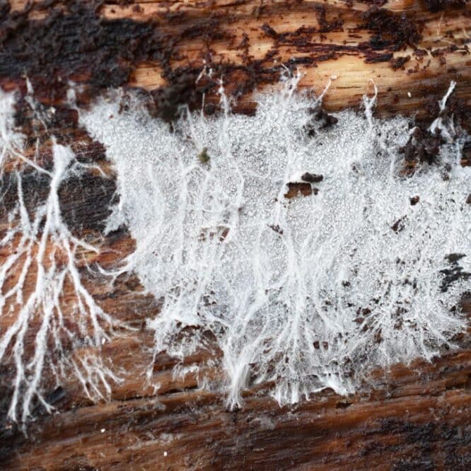 materiau biodegradable durable auto reparable mycelium couv