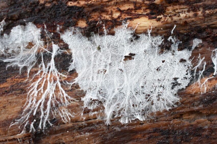 materiau biodegradable durable auto reparable mycelium couv