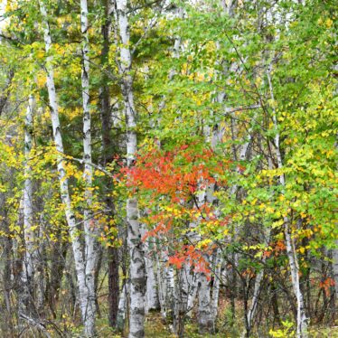 pando portrait acoustique plus grand