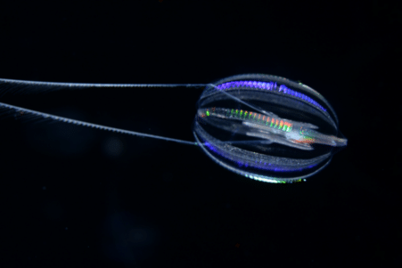 premiers animaux meduse eponge