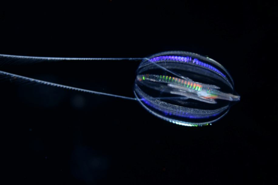 premiers animaux meduse eponge