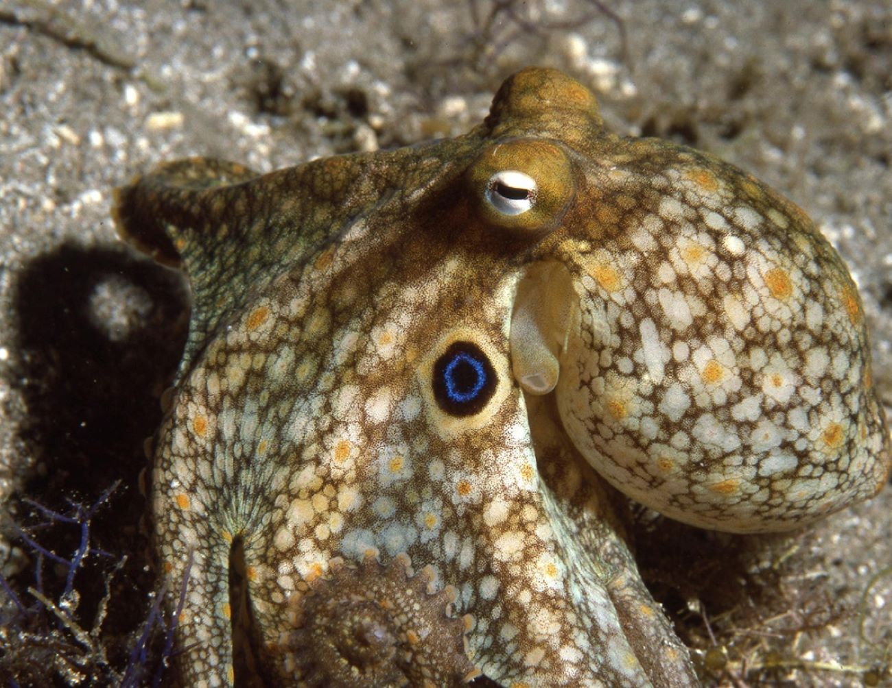 Octopussen kunnen hun DNA aanpassen om zich aan de kou aan te passen
