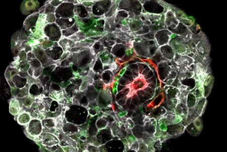 embryon synthetique humain premiere mondiale couv