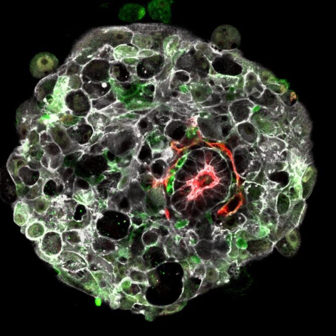 embryon synthetique humain premiere mondiale couv