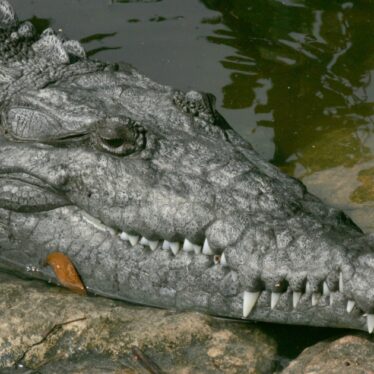 naissance vierge crocodile americain inedit couv