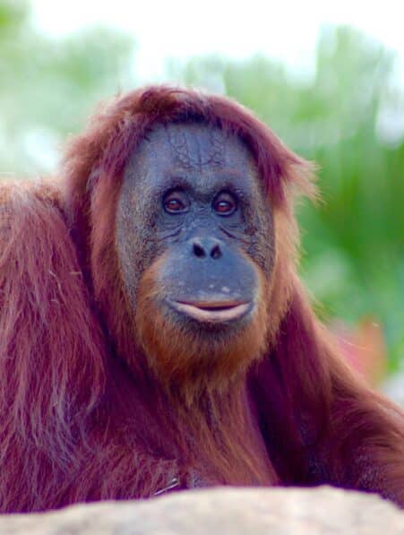 orangs outans biphonation evolution langage humain couv