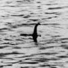 nessie loch ness mystere anguille geante couv