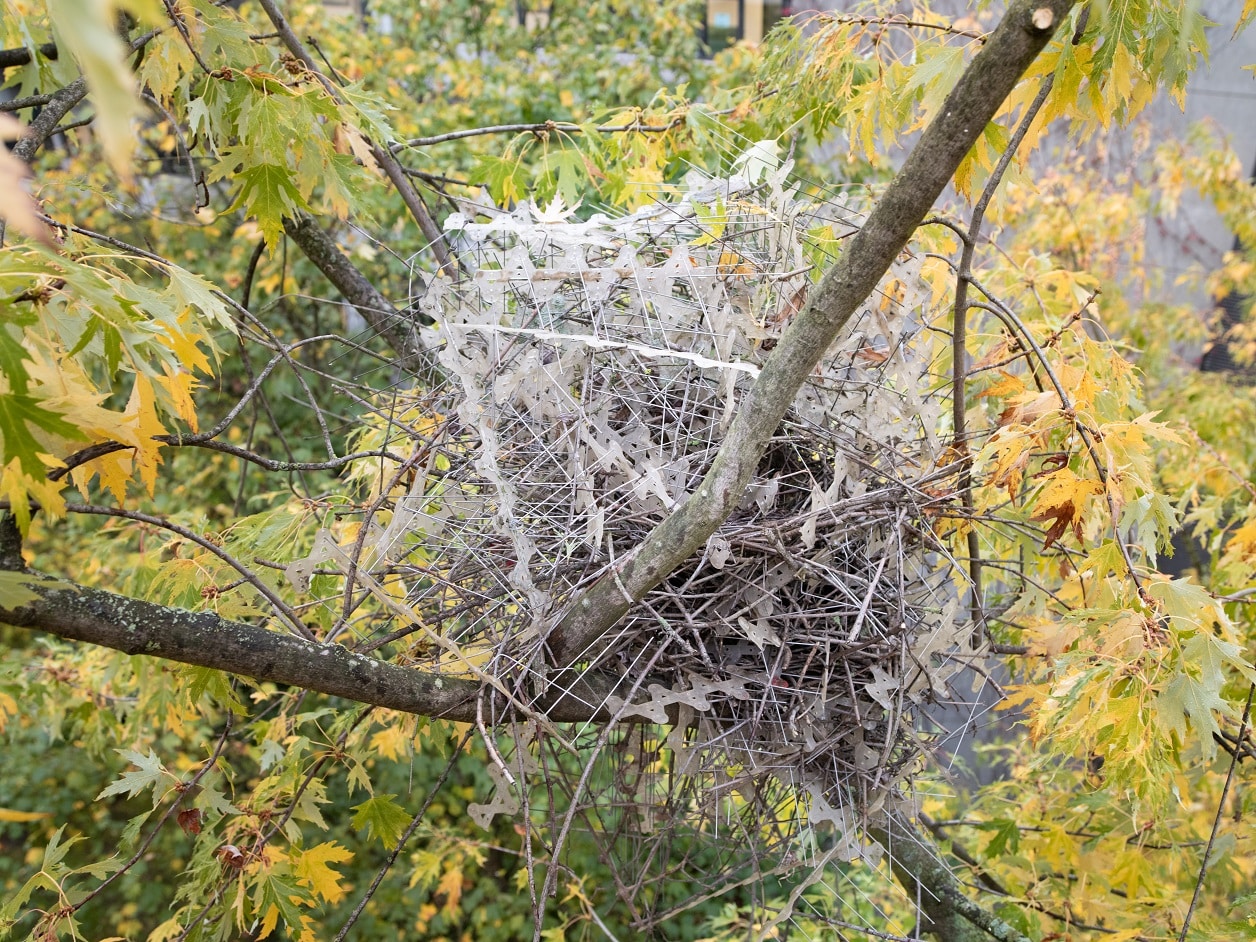 Les corbeaux (et les pies) utilisent des pics anti-pigeons pour construire  leurs nids