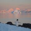 antarctique record temperature glace rechauffement climatique couv