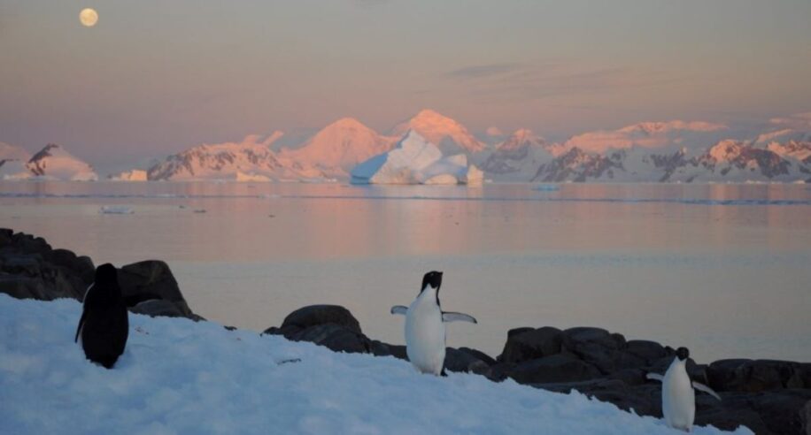 antarctique record temperature glace rechauffement climatique couv
