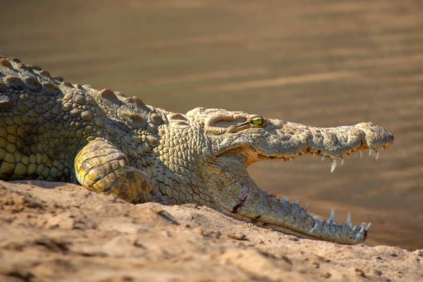 crocodile detresse bebe humain