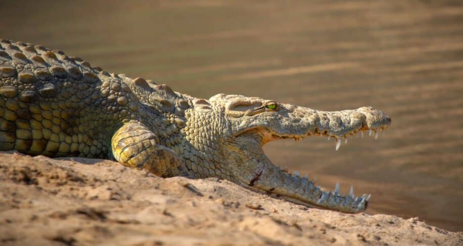 crocodile detresse bebe humain